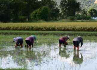 Uncovering Real Rice Price Trends: A Comprehensive Analysis uncovering-real-rice-price-trends-a-comprehensive-analysis