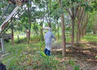 Thailand’s First Anthrax Death in 30 Years: What You Need to Know thailands-first-anthrax-death-in-30-years-what-you-need-to-know